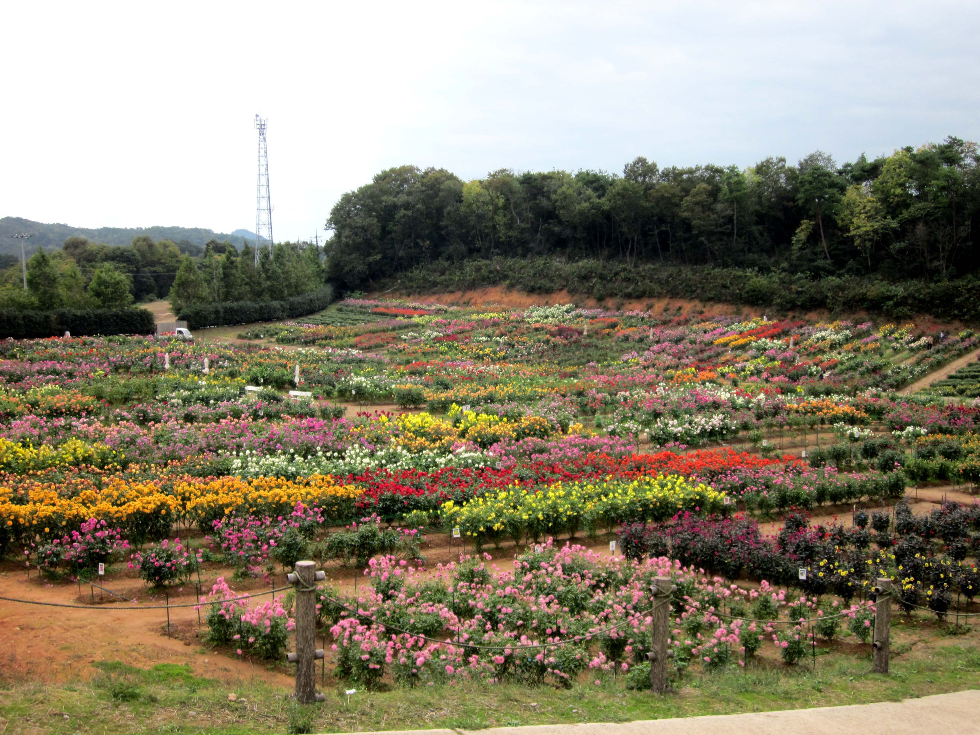 世羅高原 ダリア祭 福山市の畳屋 株 備後ムラカミ 府中市 尾道市 三原市 笠岡市 井原市